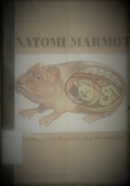 Anatomi Marmot